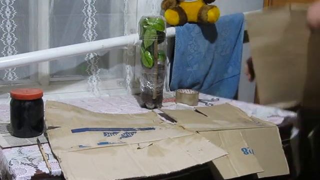 Правильная упаковка саженца лимона для пересылки почтой смотреть онлайн