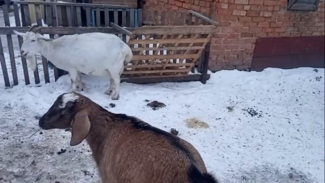 Яловая коза! Как раздоить яловую козу? Кормление Яловой козы! смотреть онлайн