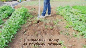 Плоскорез Фокина - мой любимый инструмент!