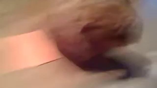 Leo (Cat) vs. Pepper (Dog) смотреть онлайн