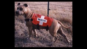 Бойцовые собаки мифы и факты о породе питбуль амстафф