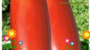 Томат обыкновенный Итальянские спагетти. Краткий обзор, описание характеристик, где купить семена