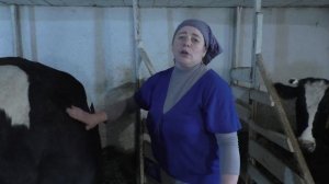 Профилактика КЕТОЗа и ПАРЕЗа у коров до отела и после отела