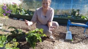 Что делать с клубникой после сбора урожая, чем подкормить. ORGANICUM в гостях у Садового Мира.