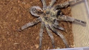 Птицеед в домашних условиях.