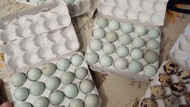 Оно приехало!!! Инкубационное яйцо Селадона (Целадона) и золотистого Феникса. Первое впечатление.