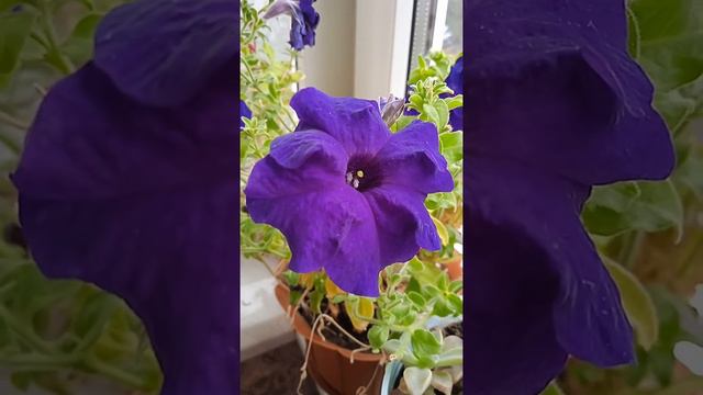 Фиолетовая петуния, ароматная, Purple petunia, fragrant