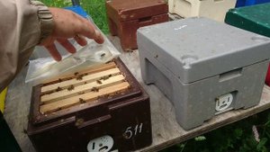 Облёт маток на станции Гельберг 7. Juni 2018