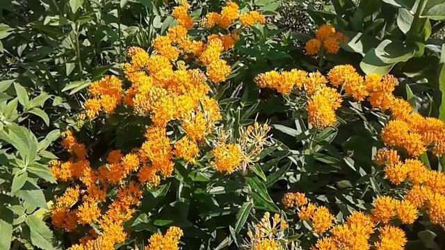 Orange Milkweed (Asclepias tuberosa) Is Called Butterfly Weed смотреть онлайн
