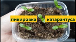 Пикировка катарантуса на ранней стадии развития. Состав грунта и содержание проростков.