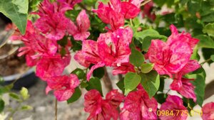 Hoa giấy giống mới Kristina - KRISTINA BOUGAINVILLEA