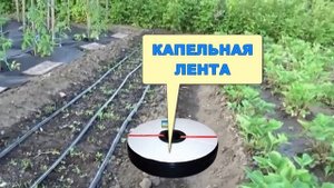 Лента Капельного Полива С Эмиттерами