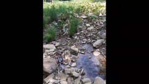 Река Сикася Ишимбайского района Республики Башкортостан 12.06.2020