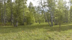 Туган як каеннары