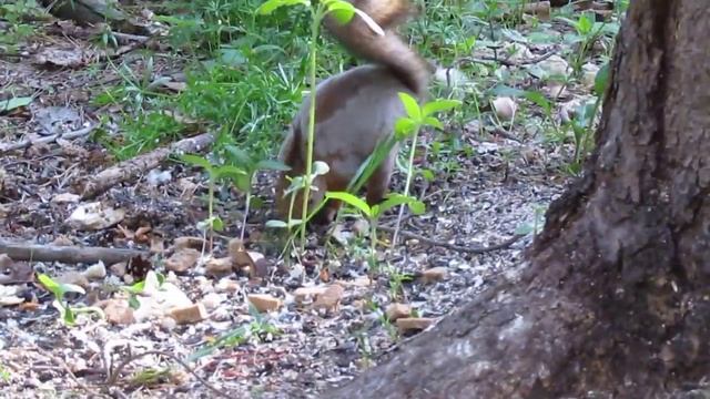 Радужный лес. Белка смотреть онлайн