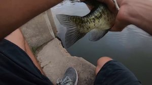 CITY SEWER FISHING for TROPHY FISH!!