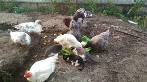 КУРЫ ГОЛУБОЙ КОКИНХИН. УТКИ ФАВОРИТ. КОШКИ