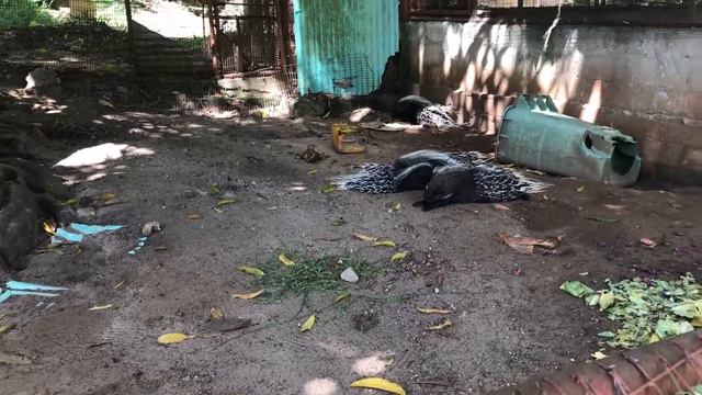 Зоопарк Занзибар Большие черепахи Prison Island смотреть онлайн