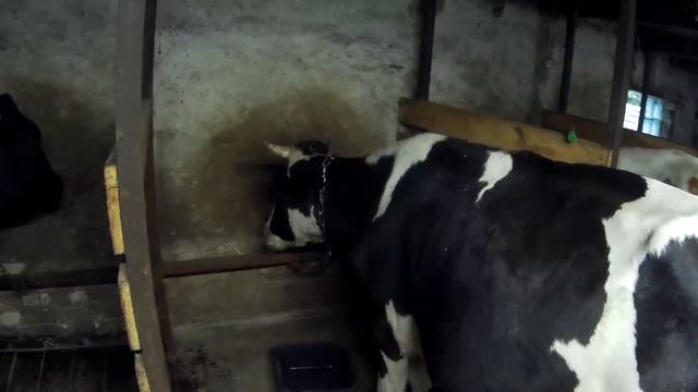 РАЗВЕДЕНИЕ КОРОВ И ТЕЛЯТ-НАШ ПРИМЕР и БИЗНЕС ИДЕИ ДЛЯ ДЕРЕВНИ ИЛИ СЕЛА смотреть онлайн