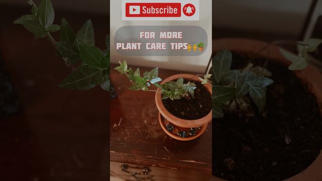 Plant care; lighting