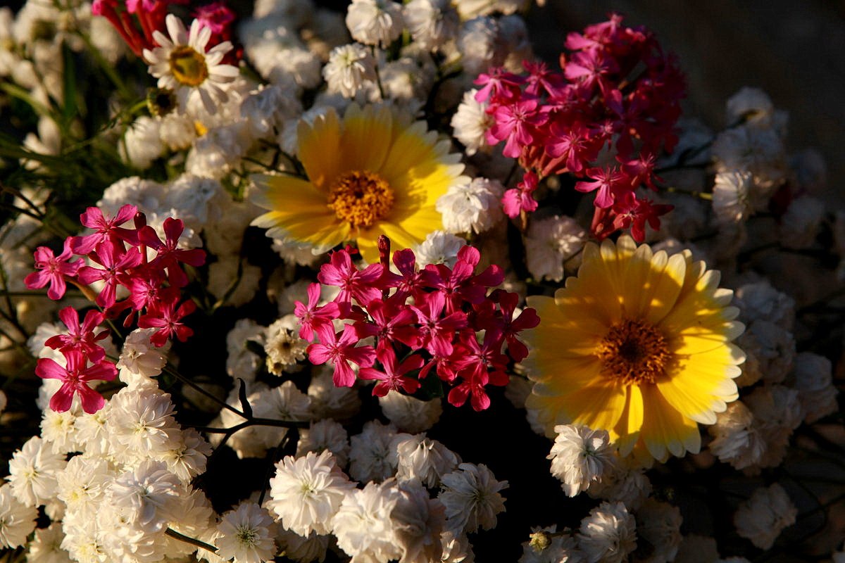 Восторг цветов