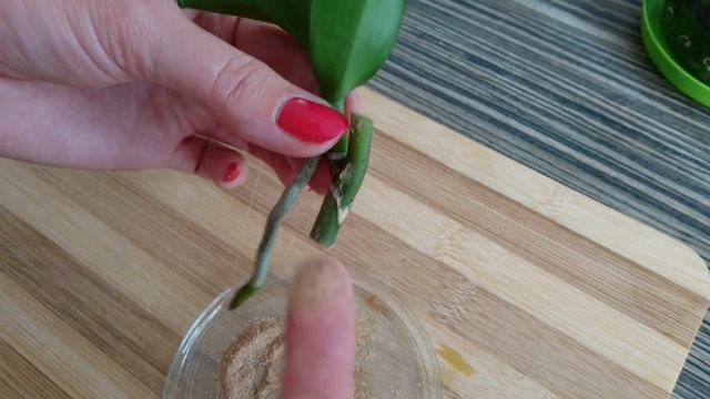 Отделяю детку орхидеи на цветоносе ! Посадка детки орхидеи.Часть14. смотреть онлайн