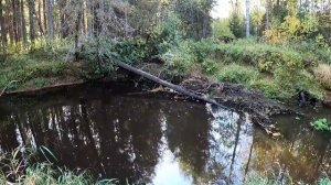 Щука на резину RELAX. Зачётный окунь. Каждый заброс поклёвка!!!