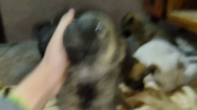 Рост и развитие млекопитающих. День пятьдесят седьмой. смотреть онлайн