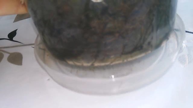 SOS!!! Заболела орхидея ((( Что делать??? смотреть онлайн