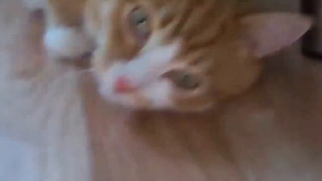 Кот ест оливки