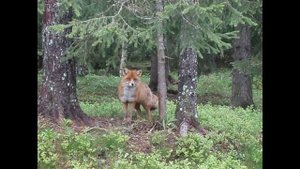 Логопедическая распевка "Лиса".mp4