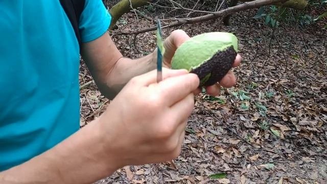 Авокадо на плантации вот настоящий спелый. Турция.