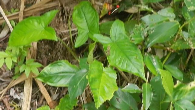 ドクチョウの一種の飛行　Heliconius sp.　コスタリカ・トルトゥゲーロ смотреть онлайн