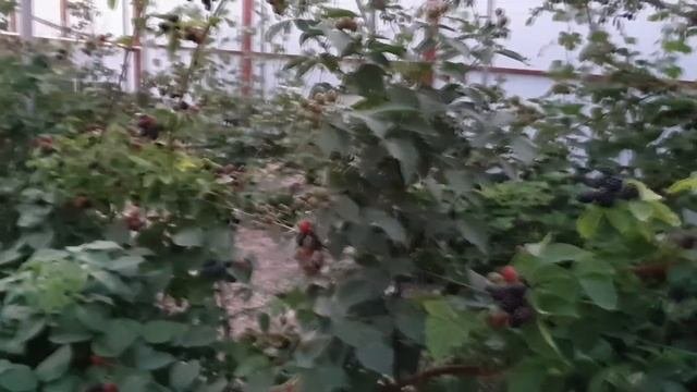 Вошито и Полар - вкуснейшие сорта ежевики