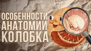 Как функционирует колобок с биологической точки зрения