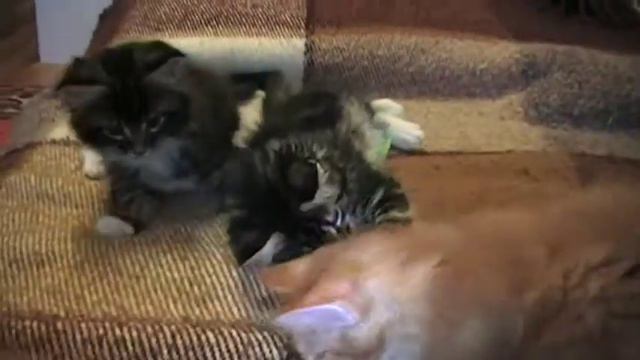 Урсус и Урф смотреть онлайн