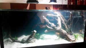 запуск аквариумов 250л и 350л