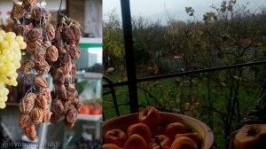 Сушка хурмы в Грузии. Очень простой способ