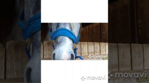 конное ранчо белый клевер прогулки на лошадях тренеровки и фотосессия с лошадьми