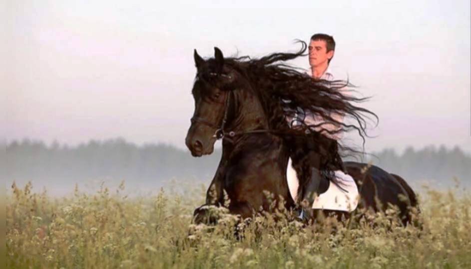 Слушать песню любимый мой лети. Лошадь в поле. Мужчина на лошади. Всадник в поле. Наездник в поле.