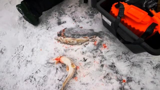 24.12.2020 г. Рыбалка в усадьбе "Золотые караси" смотреть онлайн