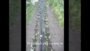 Посадка клубники под черный спанбонд  Технология