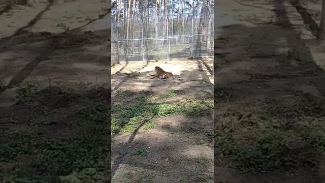 в зоопарке в Польше в Познании. смотреть онлайн