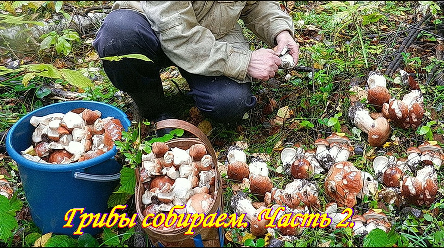 Много грибов. Сбор грибов в сентябре.  Подберёзовики