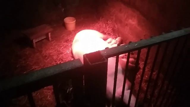 Поросята гибриды, помесь венгерской мангалицы и ландраса... Схема откорма: 160-180кг за 10 месяцев.