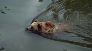 медведи и зубры видео