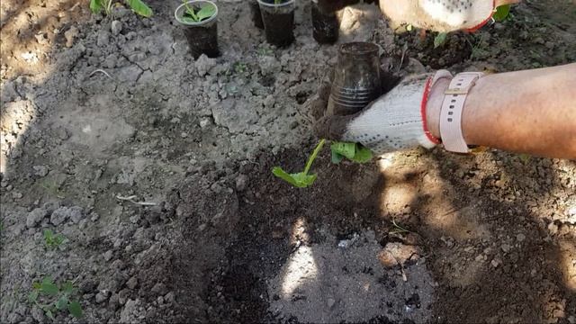 Как сажать кабачки в открытый грунт смотреть онлайн