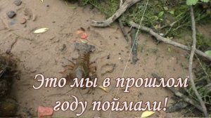 Ловля окуня на живца и на личинку стрекозы