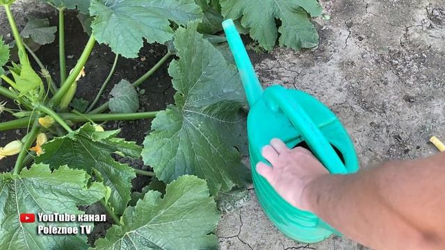 От этой подкормки кабачков нарастет тонна!