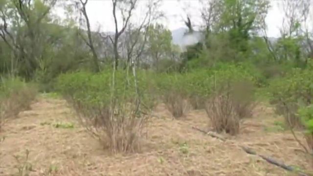 Арония 170405 смотреть онлайн